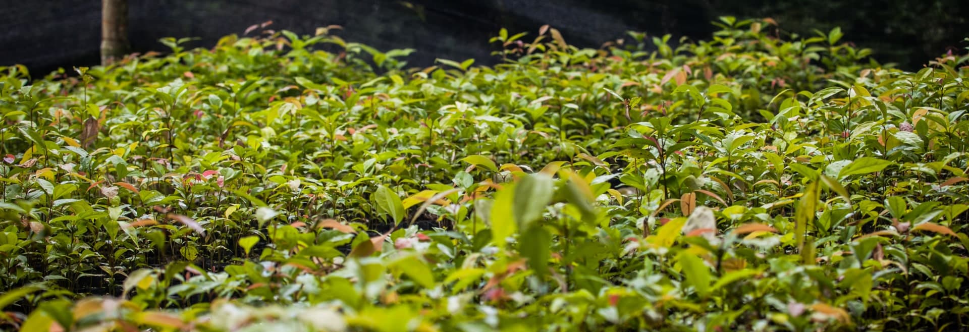 Sustainability at Collins Higgins Commodities
